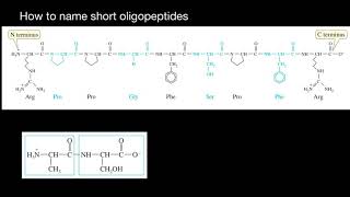 How to name short Oligopeptides [upl. by Ihteerp119]