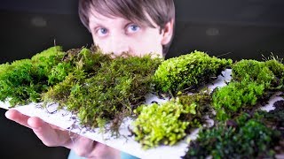 Collecting amp Identifying Moss [upl. by Chic]