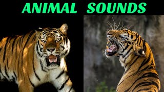 Animal Sounds Tiger Sounds  Tiger Sounds For Kids [upl. by Aldon]