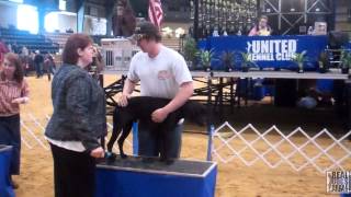 2014 UKC Winter Classic  United Kennel Club [upl. by Vale]