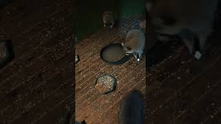 Raccoons Stealing From A Skunk 😀 [upl. by Akiner]