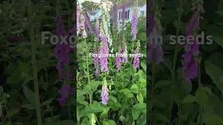 Foxgloves from seeds youtubeshorts shortsvideo [upl. by Siocnarf726]