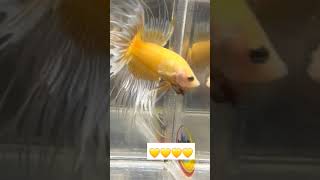 Yellow veiltail betta fish [upl. by Uhej]