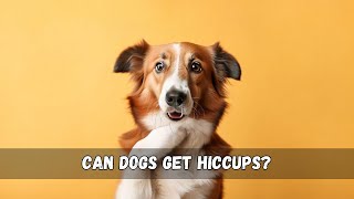 Can Dogs Get Hiccups  🐕🎈 [upl. by Duong235]