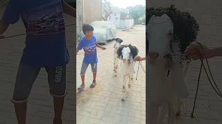 🐐 Bakra laray bado badi 🐐❤️ kids shorts bakra bakraeid badobadi short bakrashort goat bakre [upl. by Aynahs683]