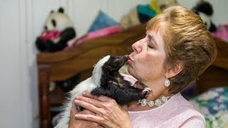 Skunk Admirers Celebrate Their Unique Pets In The Annual Skunk Festival [upl. by Eniffit]