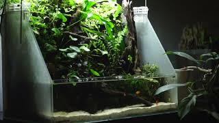 A Simple 45cm Paludarium with a Mini Waterfall [upl. by Arther719]