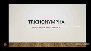 Trichonympha [upl. by Uriisa174]