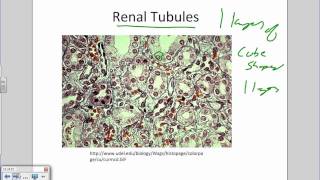 Intro to Histology and Epithelial Tissueswmv [upl. by Aneala]