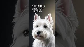 The West Highland White Terrier is a great dog [upl. by Franek]