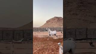 horse riding  Natural Horse Training horse horseriding youtube youtubeshorts ytshorts shorts [upl. by Mag]