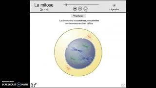 3T2PAS2Vidéo animation flash de la mitose [upl. by Daraj]