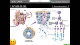 Life Science Class 10 Reproduction Part 13 [upl. by Granniah191]