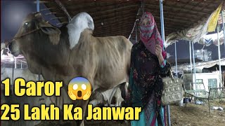 Malir Mandi  cow Mandi  Qurbani Kay Janwar  Bakra Eid 2023  cap  Vlog 54 [upl. by Flossi442]