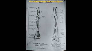 Radius and ulna digram and muscle attachment medical student mbbs bptnursing [upl. by Nylrehs]