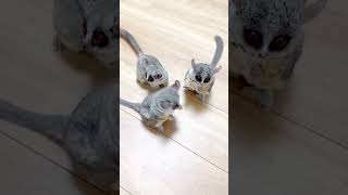 cutespets cuteanimal cutepets101 funny foryou cutepet [upl. by Kaslik]