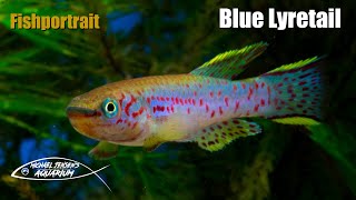 Blue Lyretail – Fundulopanchax Gardneri [upl. by Llewsor]