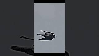 peregrine falcon attacks pigeon trending peregrinefalcon pigeon animals birds youtubeshorts [upl. by Eyllib]