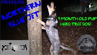 COON HUNTING with Tiimmy Ayers 9 month old JET 5 blue dog [upl. by Bittner]