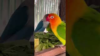 Smart lovebird Parrot Eating vegetables🥬🌽🦜 bird lovebirds cute parrot [upl. by Atinid205]