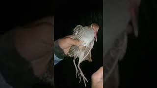 Menjaring burung sintar Beker seruuu [upl. by Roswell76]