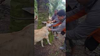 ANTI PARASIT parasite drug injection in calves animals shorts [upl. by Sheree]