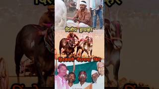 हिंदकेसरी मैदानाचा किंग म्हणजेच दिलीप ड्रायव्हर viral maharashtra bailgadasharyat [upl. by Lain]