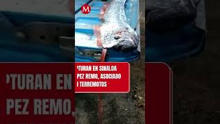 VIDEO Capturan en Sinaloa un pez remo asociado con terremotos shorts [upl. by Valli]