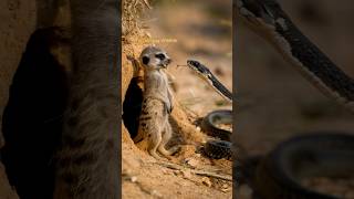 A meerkat hisses at a black mamba standing guard fiercely wildlife shortsviral animals cute [upl. by Bridgette]