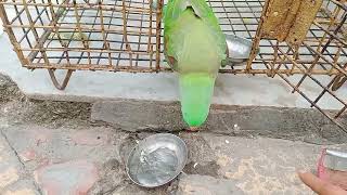 katori andar rakhta hua tota Johnny parrot talking parrot [upl. by Lihcox]