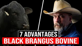 🔴 7 Advantages Of The Black BRANGUS Bovine Breed ✅ Biggest Bulls And Cows brangus [upl. by Schell]