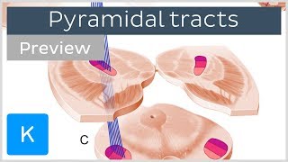 Pyramidal tracts pathways and functions preview  Human Neuronatomy  Kenhub [upl. by Nolyar816]