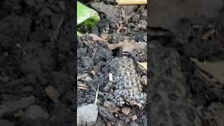 Are Toads Good for the Garden The Answer May Surprise YouCan You ID This Toad [upl. by Alyag]