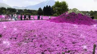 Fuji Shibazakura Festival 2024 [upl. by Towland848]