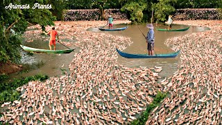 The Duck  The largest flock of ducks in Vietnam is freerange24hour diary of laying ducks 1 [upl. by Aneela]