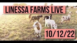 Linessa Farms LIVE [upl. by Arramahs]