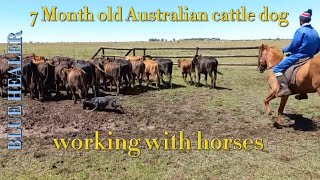 Australian cattle dog working cattle with horses  Blue heeler working [upl. by Hanley]