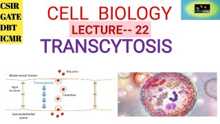 CELL BIOLOGY TRANSCYTOSIS  CSIR  GATE  DBT ICMR [upl. by Rambort]