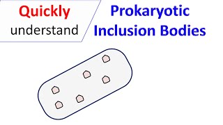 Prokaryotic inclusion bodies [upl. by Brynn]