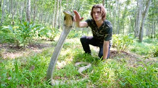 Surviving with Giant KING COBRA in Jungle of BALI [upl. by Bentlee]