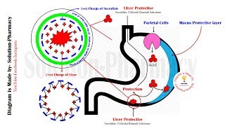 Peptic Ulcer  Mechanism of Action of Sucralfate  Ulcer Protective  Sucralfate  Sucralfate MOA [upl. by Halian]