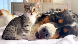 Funny Kittens Refuse to Leave My Giant Dog even when he is sleeping [upl. by Yrrac444]