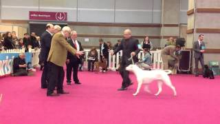 Présentation du Dogue argentin au Salon de lAgriculture [upl. by Danete211]