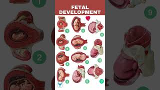 Fetal Development week by week  Embryo development  Baby growing in womb [upl. by Aushoj594]