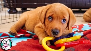 THE CUTEST LABRADOR VIDEOS OF 2020 [upl. by Leontina399]