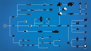 How Evolution works [upl. by Orrocos]