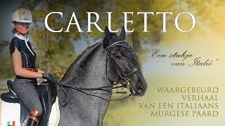 HET VERHAAL VAN CARLETTO  Waargebeurd Verhaal van een Italiaans Murgese Paard [upl. by Anahir]