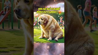 El perrito GIGA gordo 😩 mascotas perro goldenretriever ibai perritos shortsviral [upl. by Pros]