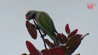 The redbreasted parakeet Psittacula alexandri and Call Song  Bird TV [upl. by Ahcsap283]