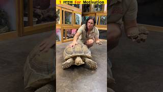 leatherback sea turtles  shorts viral trending youtubeshorts mrgyanifacts [upl. by Emarie]